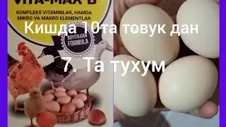 КИШДА ХОНАКИ ТОВУК ТУХУМ ТУГАДИМИ 2.ВИДИО.