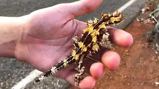 Thorny Devil 🦎 SPIKY Lizard with 2 HEADS! | 1 Mintue Animals