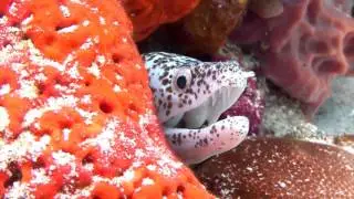 Join the fun at OdySea Aquarium!