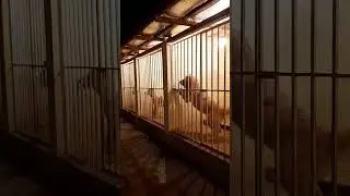 Alabai dog kennel / Turkmen Alabay / Turkmenistan 