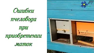 Ошибка пчеловодов при приобретении маток