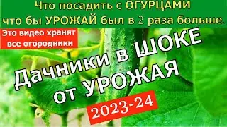 Огурцов будет в 10 раз больше100% УВЕЛИЧИВАЕТ УРОЖАЙ ОГУРЦОВ