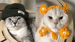 ПОЛНЫЙ РЖАЧЬ! СМЕШНАЯ ОЗВУЧКА КОТИКИ смешное про котов #2019