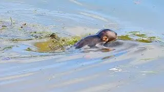 Don't worry about baby monkey Goldie, Goldie is a smart baby, she can swim with mum with not drown