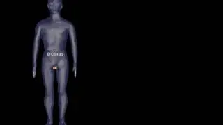 Human 3D, Размнож, 04 Яички