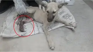 Rescue Poor Dog who was dragged by a motorcycle tyre in a road accident