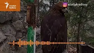 Aşgabatda köpgatly jaýda äpet bürgüt ýaşaýjylary gorkuzýar