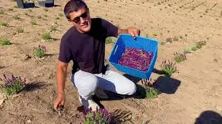 Harvest Spanish Lavender（Primavera）.First-Year Lavender Farm in Los Angeles.