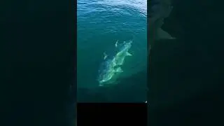 This Tuna was Enormous… 