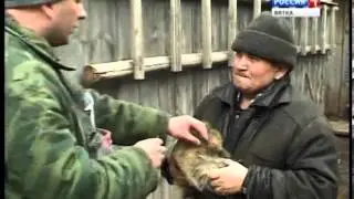 Бешенство (ГТРК Вятка)