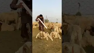 Nag raja