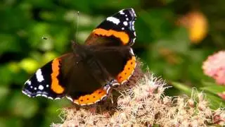Бабочка Адмирал | Vanessa atalanta | Red admiral