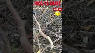 Frog 🐸 #frog vs Snake 🐍 #snake #fight #reptiles