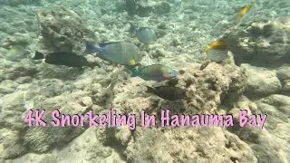 Stunning 4K Snorkeling Footage In Hanauma Bay Hawaii With Relaxing Music