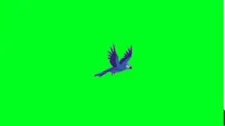 Bird Green Screen Animation