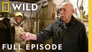 Frozen Udders and the Pregnant Cow (Full Episode) | The Incredible Dr. Pol | National Geographic