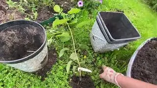 Как не нужно пересаживать гортензии. Из грунта в кашпо😳