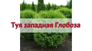 Туя западная Глобоза 🌿 Обзор: посадка и уход. саженцы, крупномеры туи: описание и особенности
