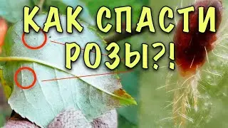 УЖАС РОЗОВОДОВ! ПАУТИННЫЙ КЛЕЩ! Как не спутать с заболеваниями и как СПАСТИ РОЗЫ от этого вредителя