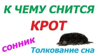 К чему снится крот. Толкование сна