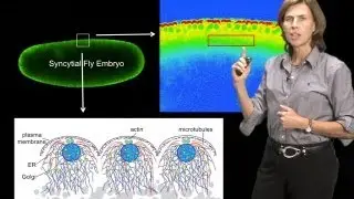 Microscopy: Measuring Dynamics: Photobleaching and Photoactivation (JLS)