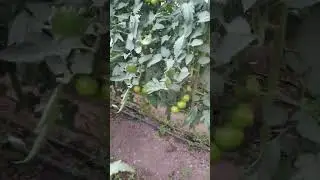 Помидоры 🍅