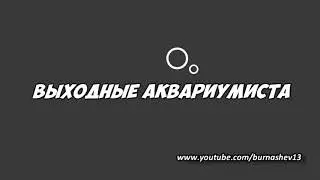 Альтолампрологус кальвус 
