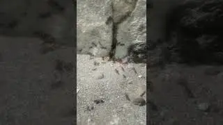 работа муравёв