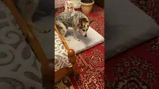 А никто не обещал,что будет легко🥰❤️🐾