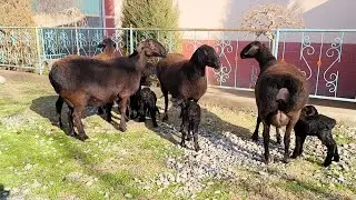 ЭГИЗЧИ ВА ЯККА БОЛАЛИ БУ́ГОЗ ХИСОРИЛАР