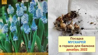 Мускари. Посадка в горшок для балкона. Декабрь 2022