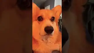 Собачья жизнь🤍