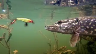 Рыбалка осенью АТАКИ ЩУК НА  ПРИМАНКИ Rapala. Ловля Щуки на спиннинг. Подводная съёмка