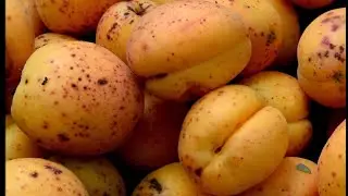 Абрикосы.  Вкусно, быстро, полезно! Заготовка на зиму!