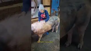 ‪@million_on_pigs‬