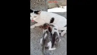 cats fight | wood animals #cats #shortsvideo