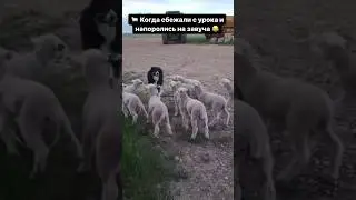 Маршрут перестроен😂 #мем #мемы #юмор #прикол #тикток #жиза #жесть #комедия #я #лол #топ #треш #угар