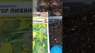 Клематис сею в октябре🍀