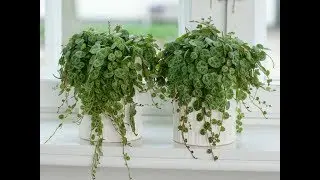 Variegated Peperomia Orba