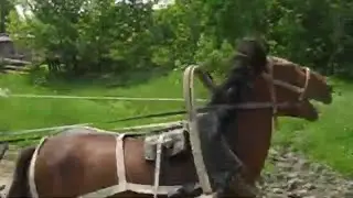 Как в деревнях ловят и заезжают диких лошадей