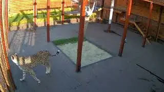 Cheetah Gerda's morning ritual! How Gerda wakes us and all the neighbors 😅