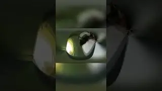 Охота Богомола на Птиц
