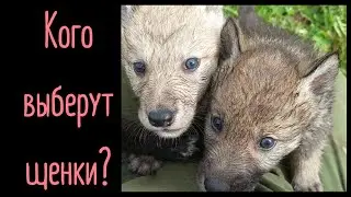 Кого выберут щенки, маму или меня? 