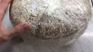 Шиитаке дома(лёгкий способ!) - Growing Shiitake at home(easy) 3  - успехи