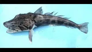 А знаете ли вы - Зубастая белокровка