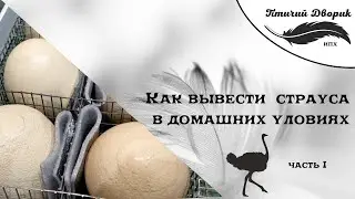 КАК ВЫВЕСТИ СТРАУСА В ДОМАШНИХ УСЛОВИЯХ