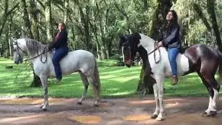 Busty Girls Riding Horse