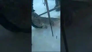 ПОЙМАЛИ МУТАНТА в ПРИПЯТИ 