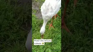 Прилетел нахлебник