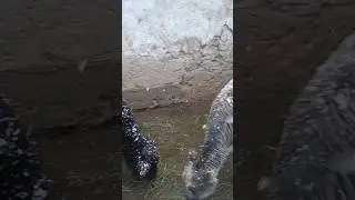 Аз кишлок боши хатман тамошо кн🥺 Кишлокаки ман буи чапоти дорай
